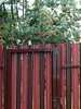 Штакетник М-образный А Монолит 0,45 Полиэстер RAL6002 Лиственно-Зеленый - в «Монолит-Металлопрокат».